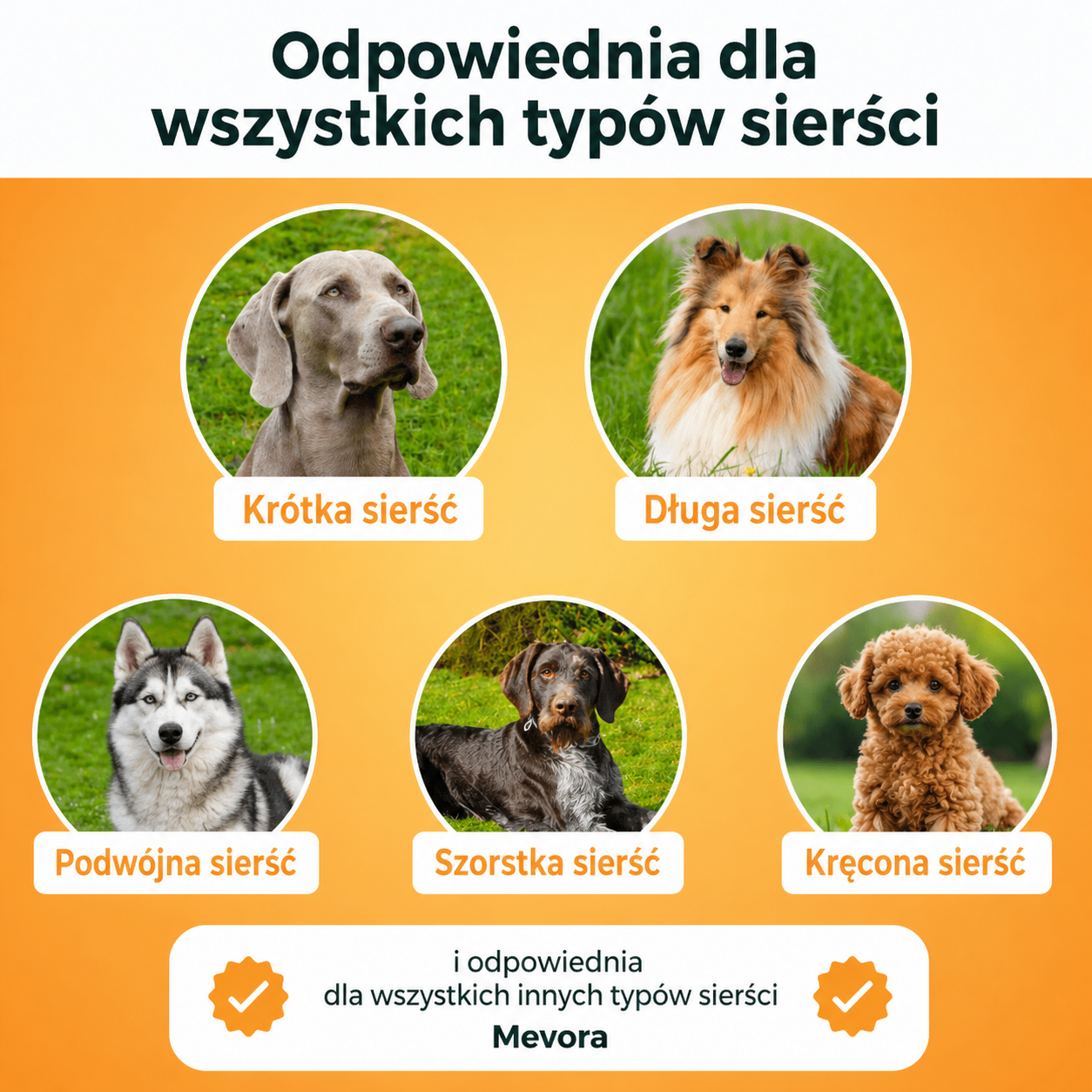 Szczotka Mevora – Bestseller